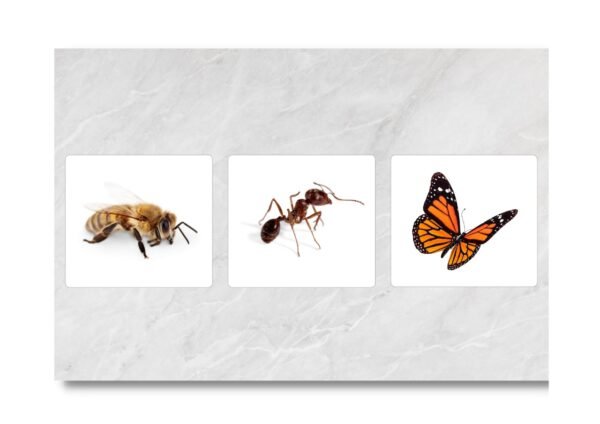 Insects / Les insectes – Image 3