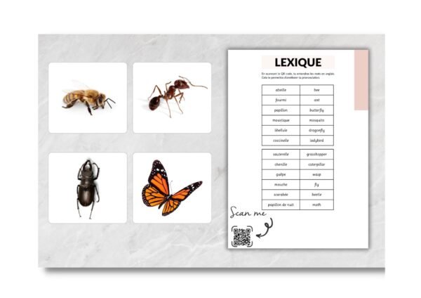 Insects / Les insectes – Image 2