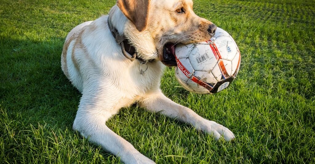 exercices de phonétique anglaise pour améliorer votre prononciation et votre compréhension orale efficacement.